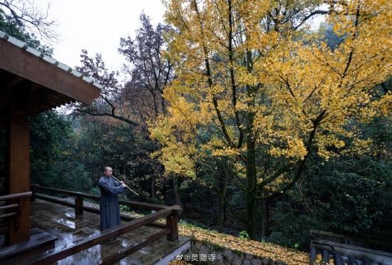 两僧飞锡地,鹫岭几时分。古寺唯黄叶,秋山自白云。(图片来源:@灵隐寺)