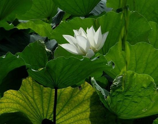 常起瞋心就如同慢性自杀一样