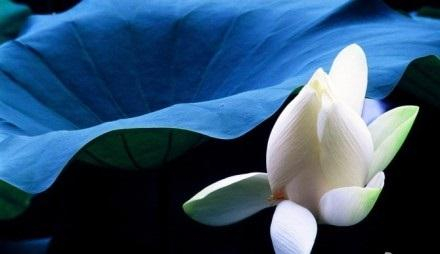 圣严法师：念佛的威力