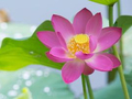 圣严法师：发愿吃素做善事是否可消灾