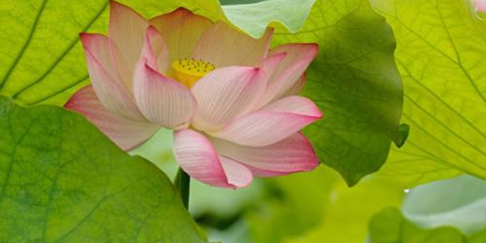 莲池大师 人生的爱好 手机新浪网