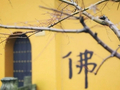 印光法师：念佛人为什么也会遭苦难