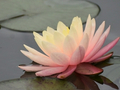 如瑞法师：教师节感言
