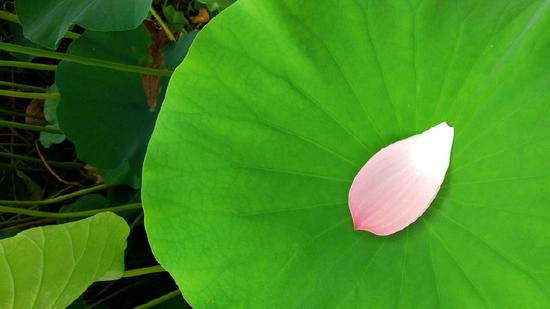 迷悟在哪里？就在我们的一念之间，就看我们能不能转得动。