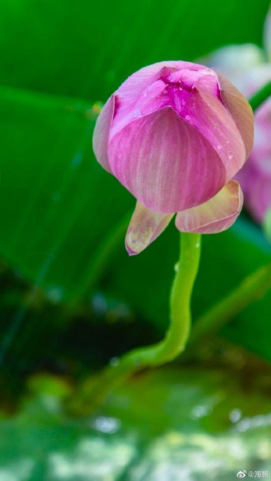 灵光一点本周圆，只因物蔽便难全。（摄影：@海朝）
