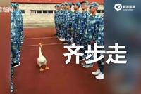 高中军训“鹅教官”一丝不苟训练新生成网红