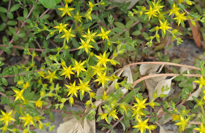 农村一种打不死的野草人称狗牙半支15元一斤变稀罕货