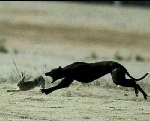 世界第一猎犬灵缇犬的杂交种,继承了灵缇犬的速度而且十分忠诚!
