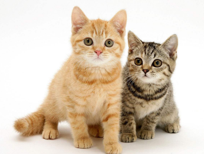 第一次养猫究竟该养母猫还是公猫呢?其实,眼缘更重要
