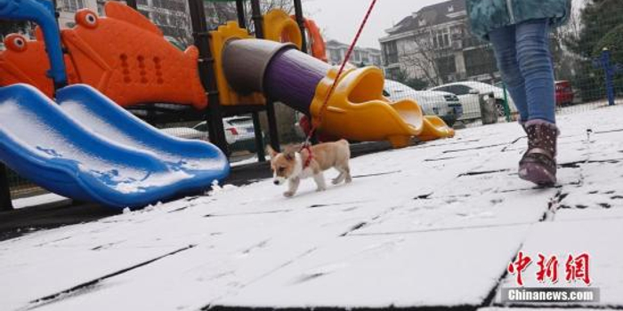 政协委员:建议将消除狂犬病作为基层工作考核