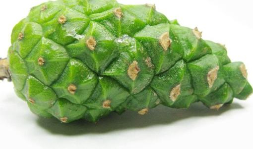 松果也可以在家里种吗?注意哪些问题呢?松果种植小技巧