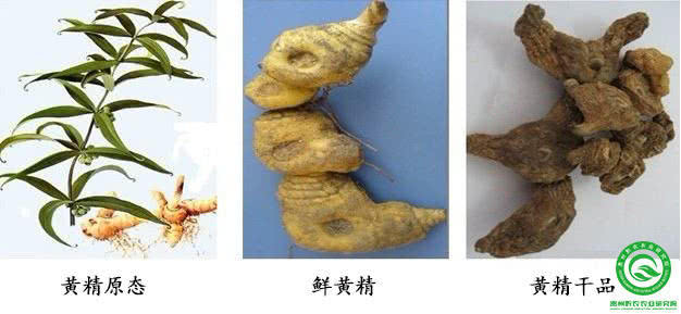 黄精种植前景如何?附黄精栽培技术|黄精|根茎|行距|植株|前景_新浪新闻