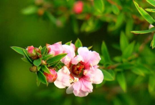 松红梅什么时候开花,松红梅的花期管理/松红梅花语
