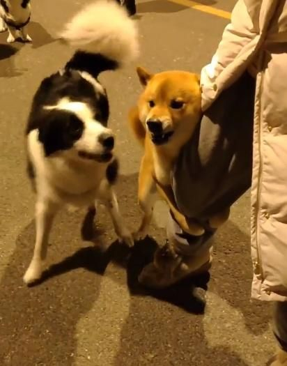 边牧和柴犬在路边吵架,柴犬却在主人身后“抱大腿”