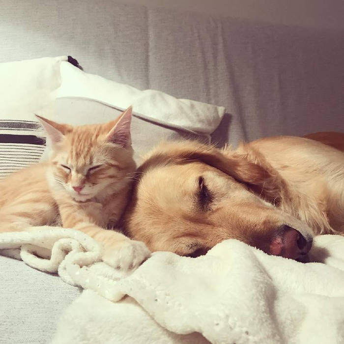按照这三个步骤让猫咪和狗狗搞好关系,从此成为猫狗双全人生赢家