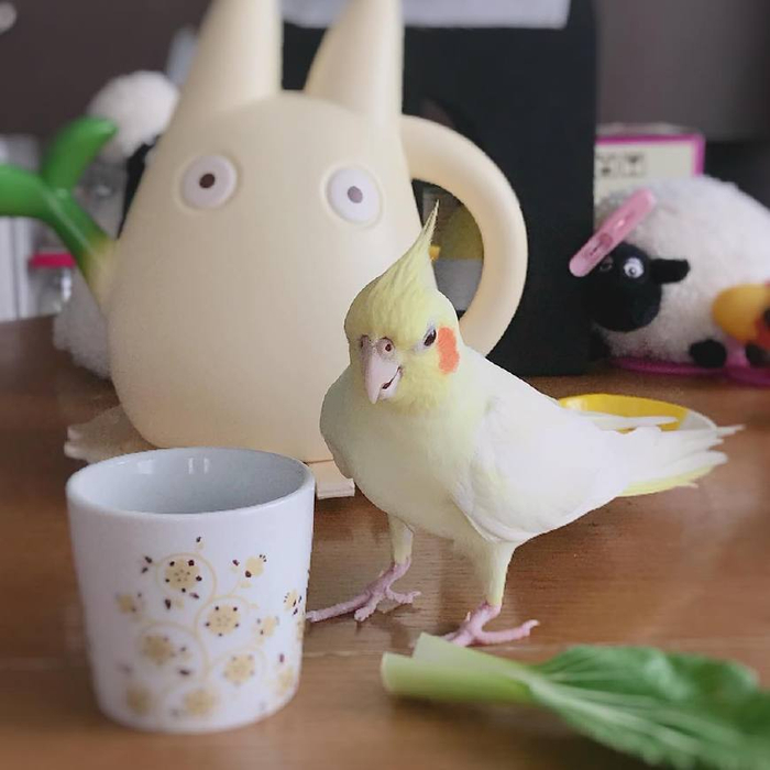 作为宠物鸟中的颜值巅峰玄凤鹦鹉最有特色的就是这对小腮红了
