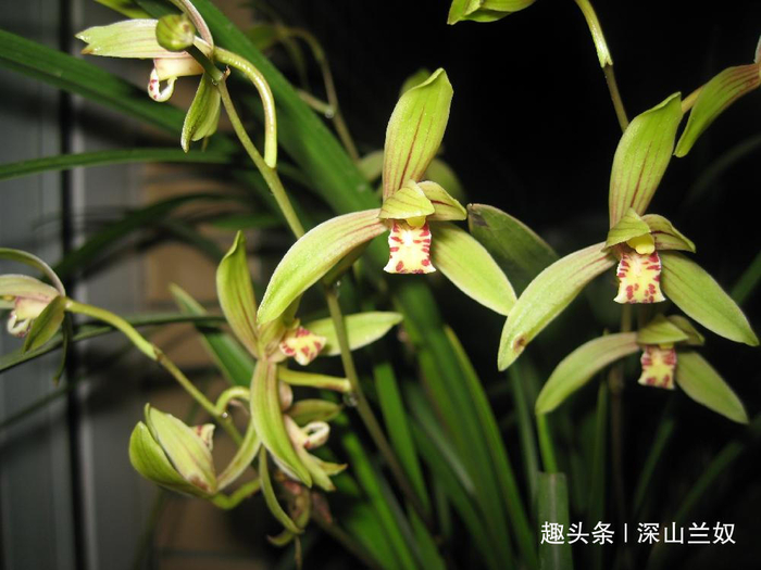 兰花盆里出现小黑飞简单招数就可以灭掉