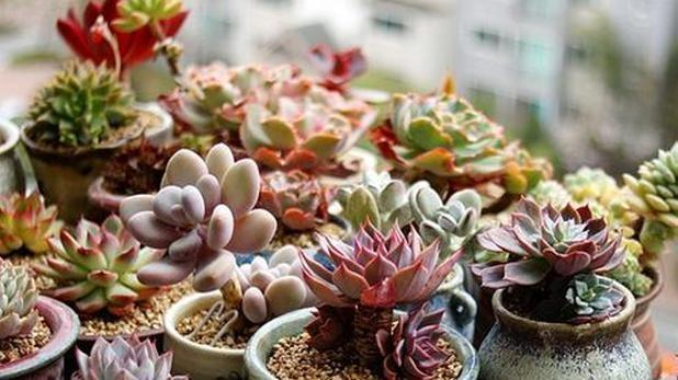 绿植养护小百科:让家更绿色