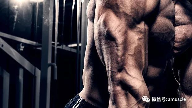 肱三头肌和功能