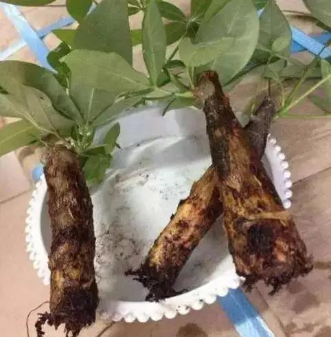 发现这几种情况,说明你的盆栽已经烂根了(附急救方法)