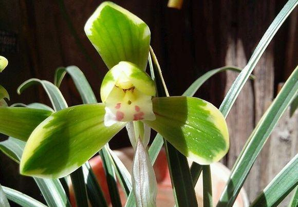 一款适合新手养的兰花，花艺双全、繁殖率高，勤花勤草，物美价廉