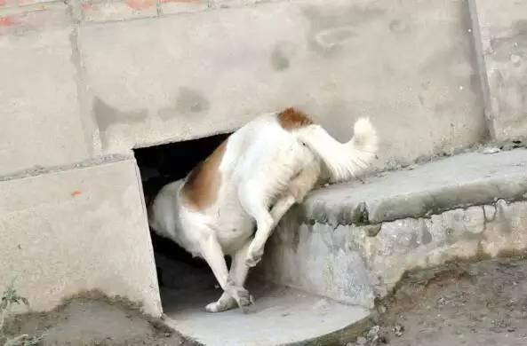 农村大门旁的小洞，是用来干什么的？有什么讲究？|狗|门槛|狗狗|设计|走狗_新浪新闻