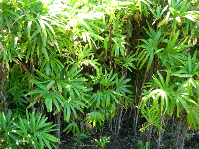 一种植物,你不知道的事|棕竹|植物|盆栽_新浪新闻