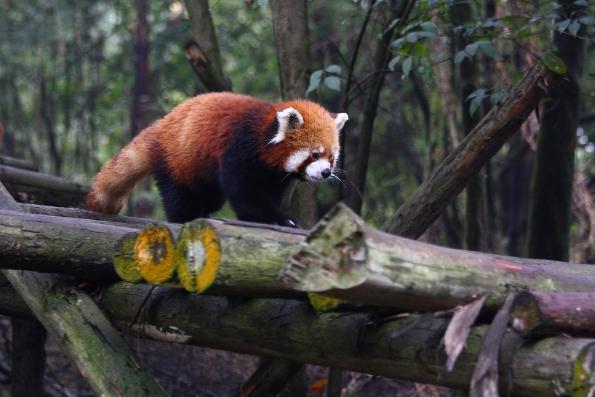 小熊猫