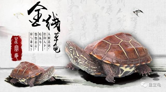 呈宝龟教你选“好龟”的“龟律”