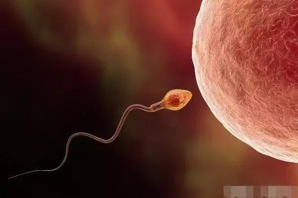 正在备孕的你,是否还在吃这3样食物?戒掉它们,或许更易怀孕!