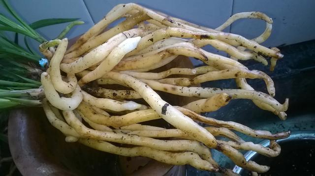 兰花根系的结构,根系对水分的吸收、存储和运输|_新浪新闻