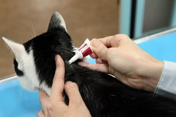 猫咪拉稀带血,猫咪拉稀带血的三种主要原因|猫咪|猫粮|驱虫药_新浪新闻