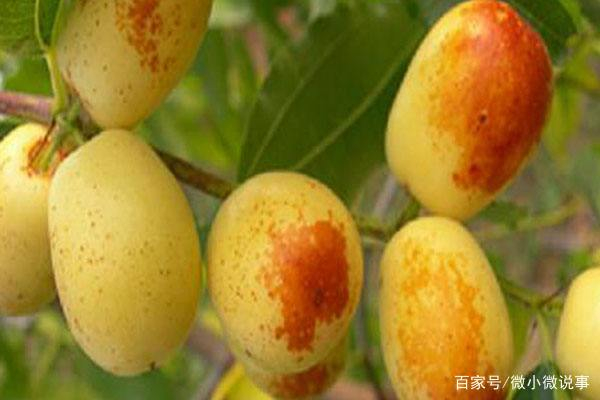 枣树的生长和结果习性以及生长的环境条件