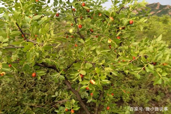 枣树的生长和结果习性以及生长的环境条件