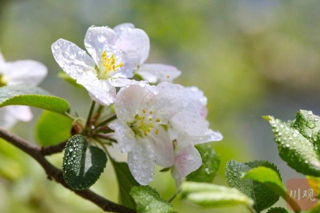 花间农事忙！雅安汉源7万余亩苹果花渐次绽放
