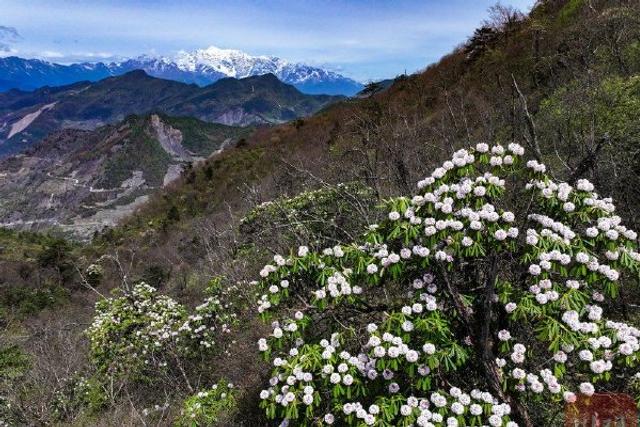 贡嘎雪山“同框”千亩杜鹃花 清爽配色像夏日冰淇淋！