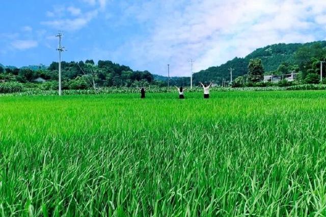 太治愈了！这个夏天 一定要来金堂这个镇走走……