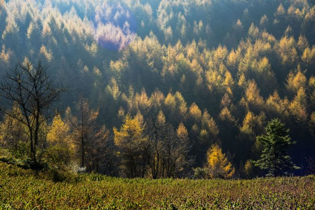 湖北恩施：鄂西林海秋色无边