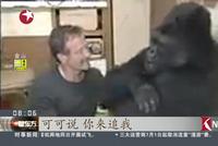 泪目!“最聪明大猩猩”在美去世!生前精通手语爱猫如命!