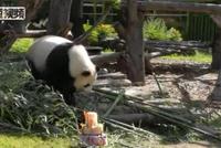 萌萌哒!旅德大熊猫“娇庆”在柏林迎来八岁生日