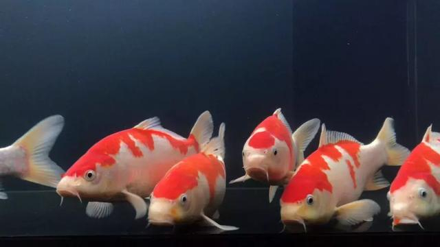 锦鲤掉鳞是怎么回事:锦鲤掉鳞怎么办,要怎么治疗呢?