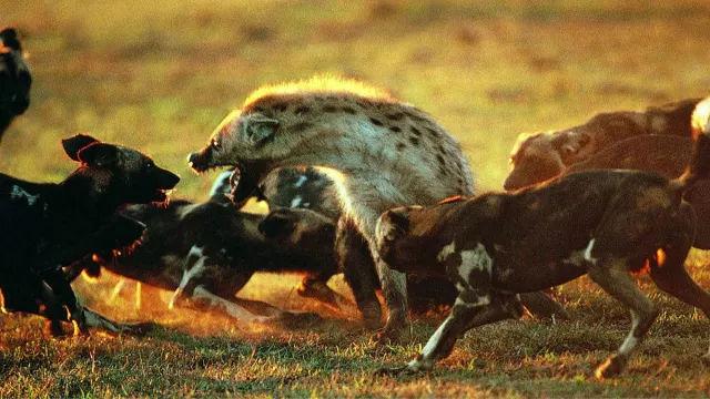 养比特犬的都弱爆了，非洲兄弟驯服凶猛鬣狗，成超级保镖！