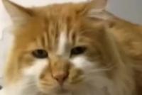 一个月婴儿睡觉时被猫咪压脸 差点窒息丧命