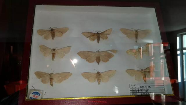 奈曼成立了一家标本室,快来看看都有啥|_新浪新闻