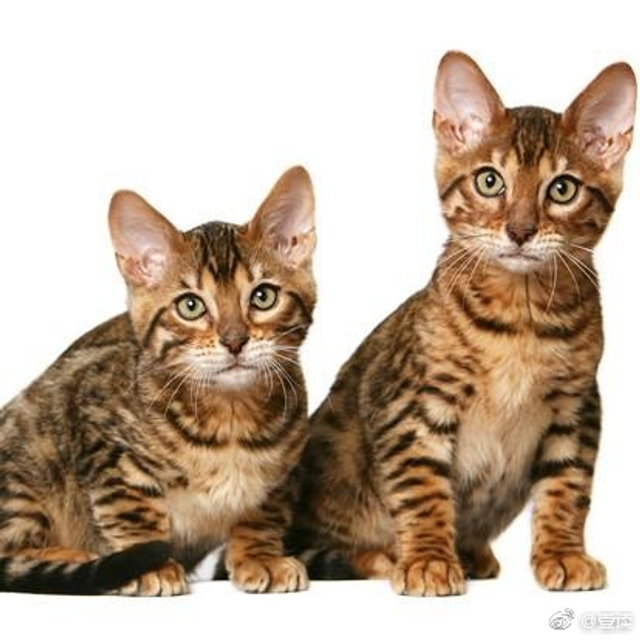 原来著名中华田园猫“狸花猫”是被世界认证的本土猫种_新浪图片