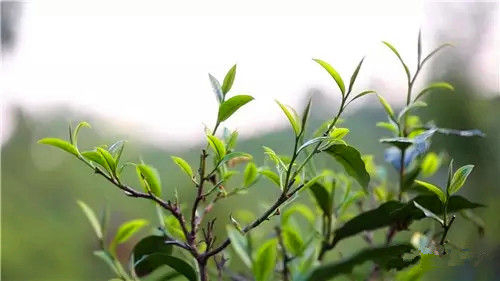 澜沧县景迈山春茶