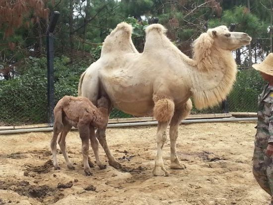 “壮壮”和妈妈