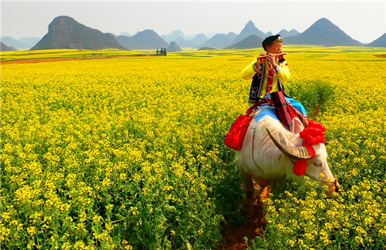 邂逅罗平油菜花