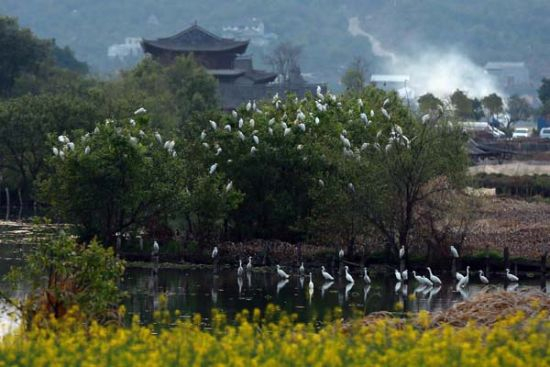 极限挑战大电影拍摄地——腾冲和顺古镇 刘正凡摄 