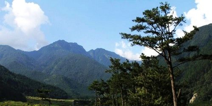 不只花东有金针武陵农场木栅山中也能浪漫忘忧 手机新浪网